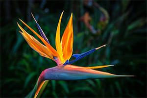 Maui-Reeflections