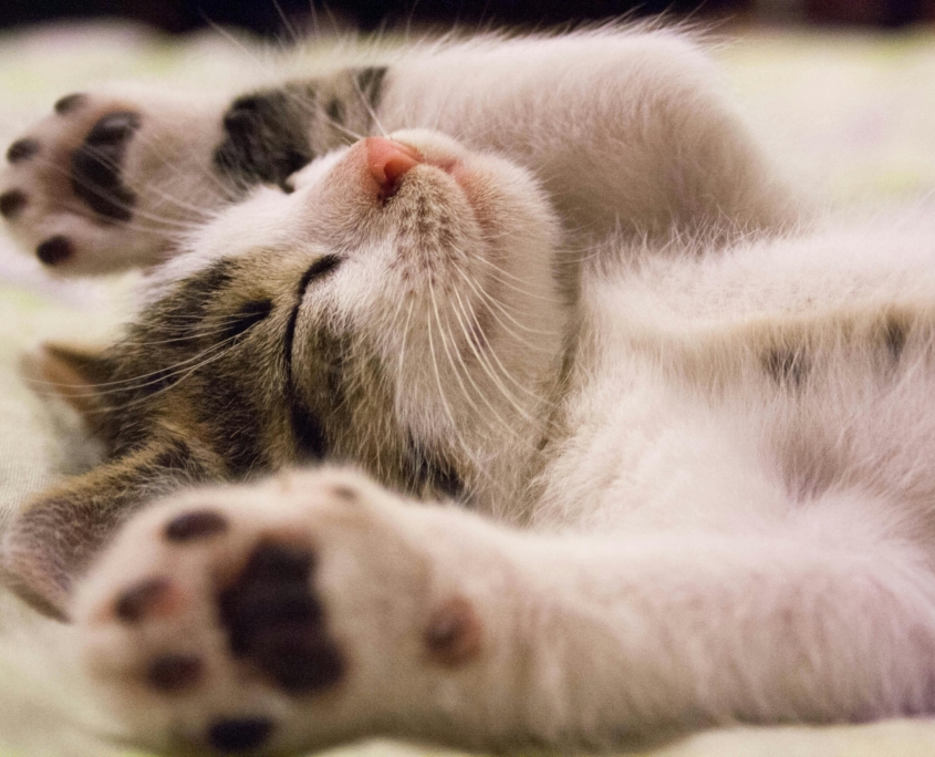 cat lying down
